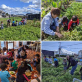 このゆびとまれ　落花生収穫