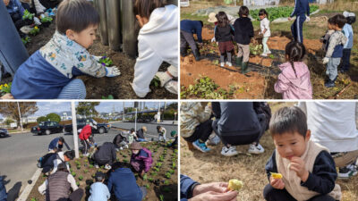 このゆびとまれ  小竹駅の花植えと芋掘り体験